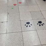 Paw prints when exiting via the Hachiko exit at Shibuya Station.